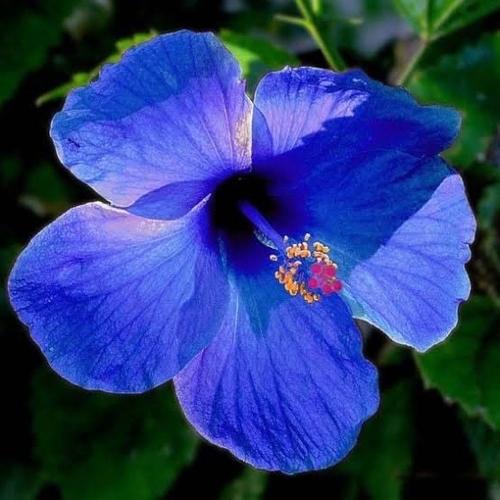 Blue Hibiscus Seeds
