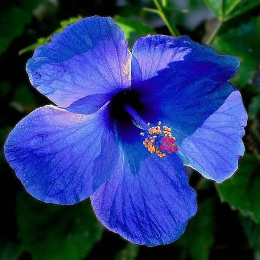 Blue Hibiscus Seeds