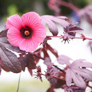 Cranberry Hibiscus Seeds