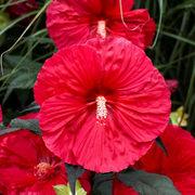 Dinner Seeds, Hibiscus moscheutos