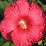 Dinner Seeds, Hibiscus moscheutos