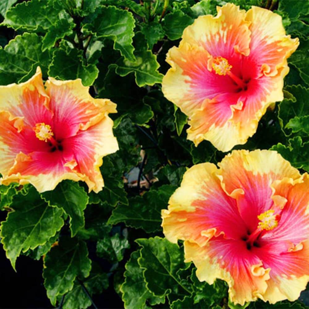 Double Pink Yellow Hibiscus Seeds