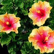 Double Pink Yellow Hibiscus Seeds
