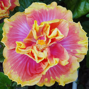 Double Pink Yellow Hibiscus Seeds