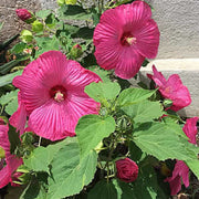 Giant Dinnerplate Hibiscus Seeds