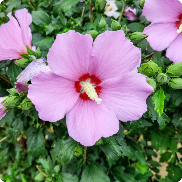 Giant Hibiscus Seeds