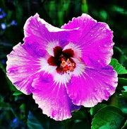 Giant Hibiscus Seeds