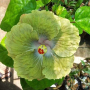 Green Yellow Hibiscus Seeds