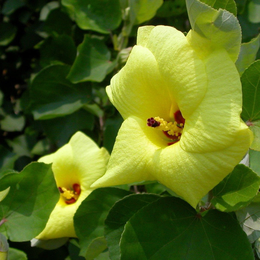 Hibiscus Hamabo Seeds