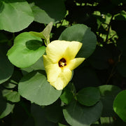 Hibiscus Hamabo Seeds