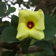 Hibiscus Hamabo Seeds