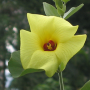 Hibiscus Hamabo Seeds