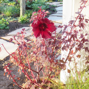 Mahogany Splendor Hibiscus Seeds