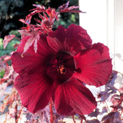 Mahogany Splendor Hibiscus Seeds