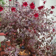 Mahogany Splendor Hibiscus Seeds