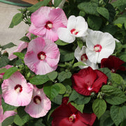 Dinner Seeds, Hibiscus moscheutos