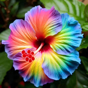 Rare Mixed Hibiscus Seeds