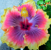 Rare Mixed Hibiscus Seeds