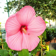 Moscheutos Hibiscus Seeds