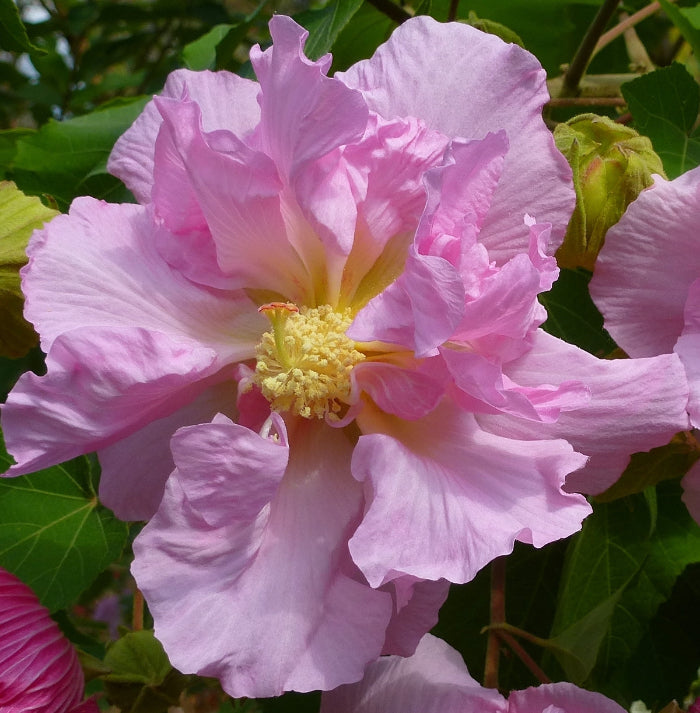 Double Rose Hibiscus Mutabilis Seeds