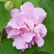 Mutabilis Hibiscus Seeds