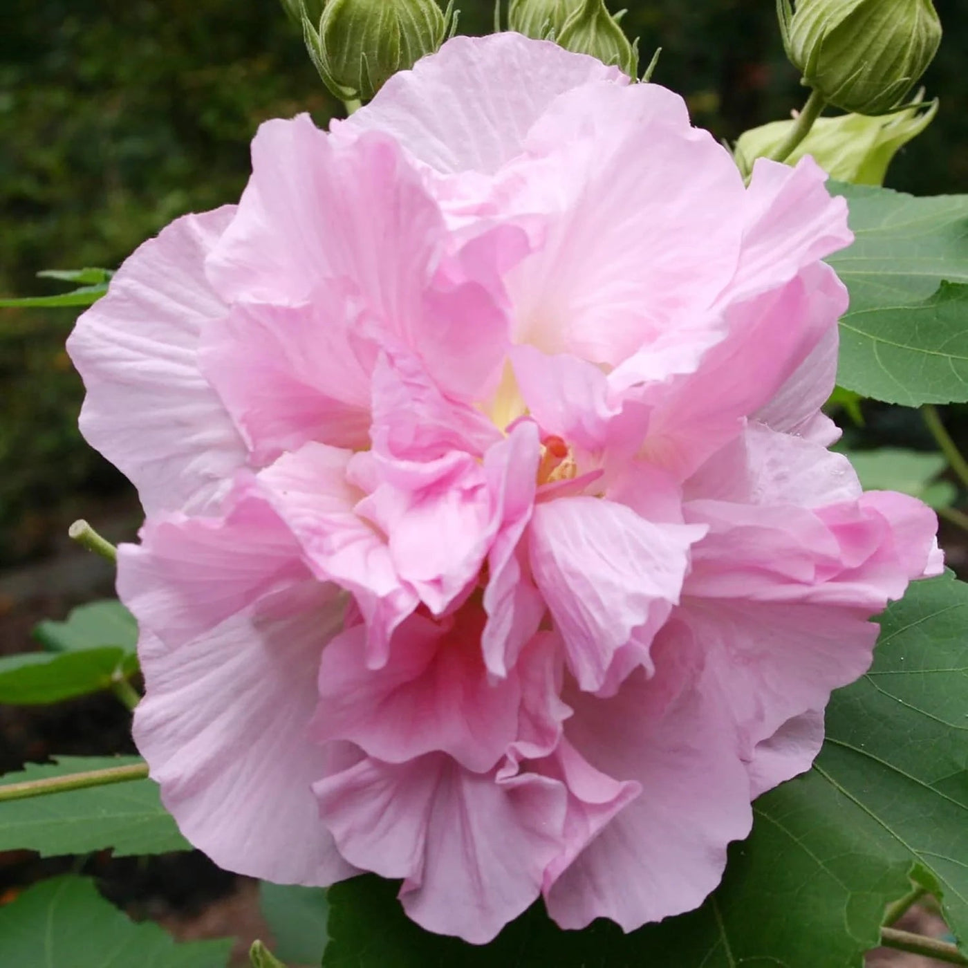 Mutabilis Hibiscus Seeds