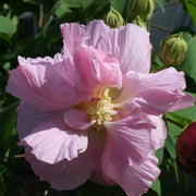 Double Rose Hibiscus Mutabilis Seeds