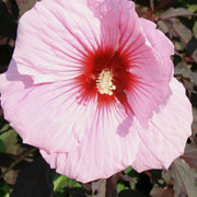 Pink Dinner Plate Hibiscus Seeds