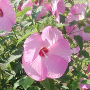 Pink Dinner Plate Hibiscus Seeds