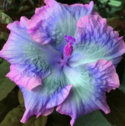 Pink Seeds, Purple & Blue Mix Hibiscus