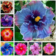Pink Seeds, Purple & Blue Mix Hibiscus