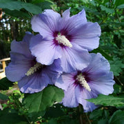Purple Hibiscus Seeds