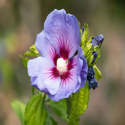 Purple Hibiscus Seeds