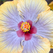 Purple Yellow Hibiscus Seeds