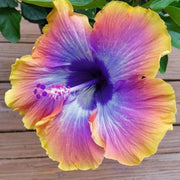Purple Yellow Hibiscus Seeds