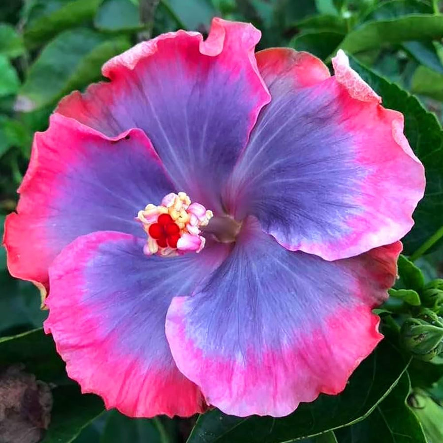 Rare Blue Pink Hibiscus Seeds