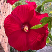 Red Dinner Plate Hibiscus Seeds