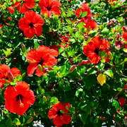 Red Hardy Hibiscus Seeds