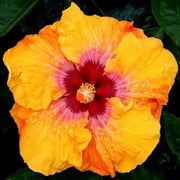 Red Yellow Hibiscus Seeds