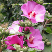 Rose of Sharon Hibiscus Seeds