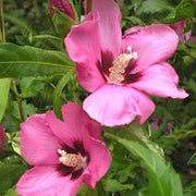 Rose of Sharon Hibiscus Seeds