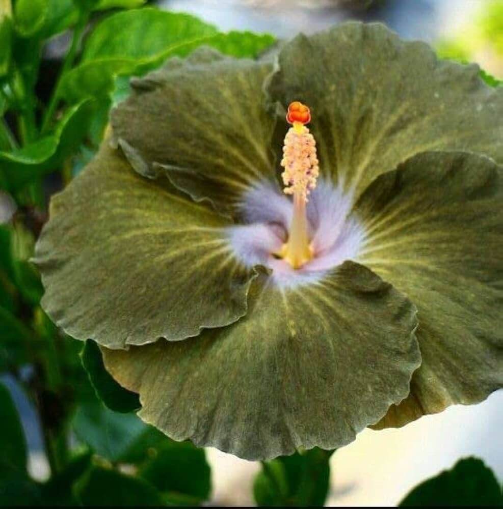 Army Green Hibiscus Seeds