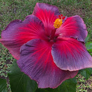 Ash Red Hibiscus Seeds