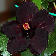 Black Hibiscus Seeds