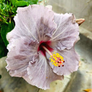 Dark Gray Hibiscus Seeds