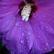 Dark Purple Hibiscus Seeds