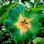 Green Hibiscus Seeds