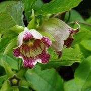Green Purple Hibiscus Seeds