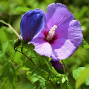 Lavender Hibiscus Seeds