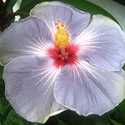Light Grey Hibiscus Seeds
